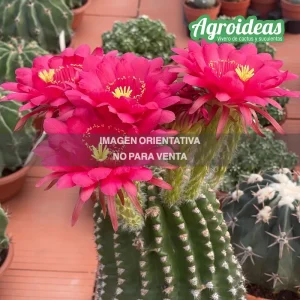 Echinopsis X Trichocereus híbrido "Ex. Agroideas"