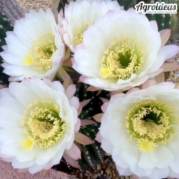 Trichocereus candicans var. brevispinus (Ejemplar) MØ- 11 cm