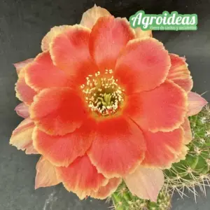 Echinopsis cv. Goldfish