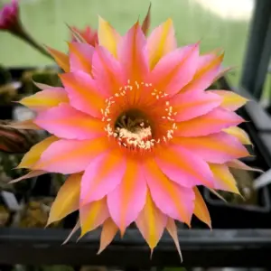 Echinopsis híbrido "Gavina de Colors"