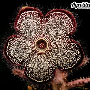 Edithcolea grandis