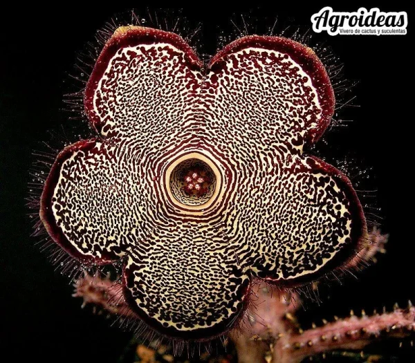 Edithcolea grandis
