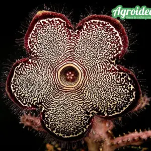Edithcolea grandis