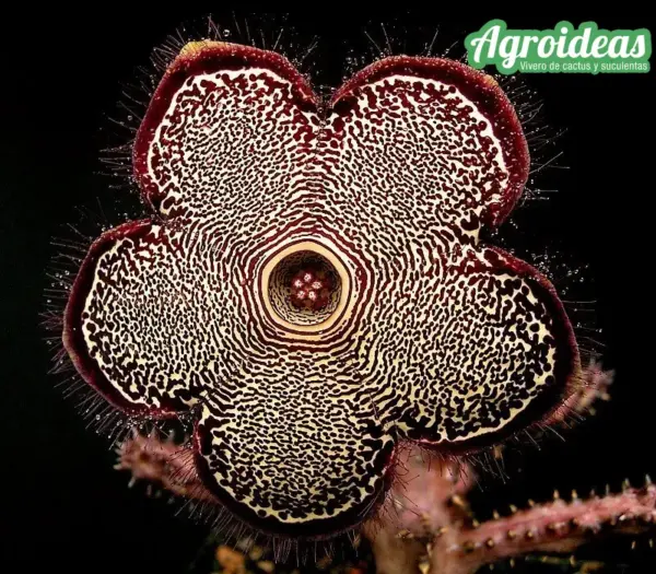 Edithcolea grandis