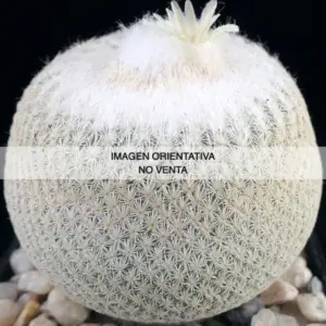 Epithelantha bokei