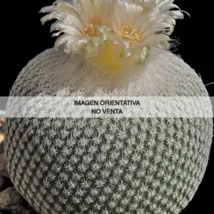 Epithelantha ilariae
