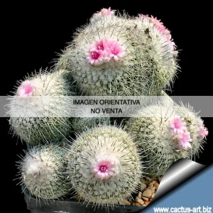 Epithelantha unguispina