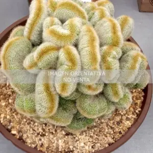 Eriocactus leninghausii "cristata"