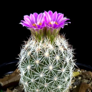 Escobaria grata