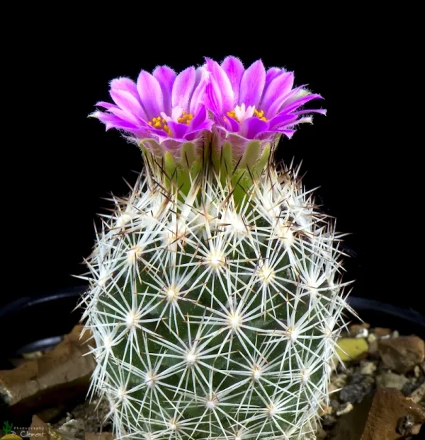 Escobaria grata