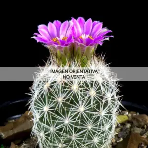 Escobaria grata