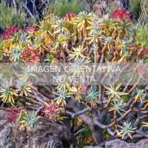 Euphorbia atropurpurea