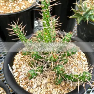Euphorbia ellenbeckii
