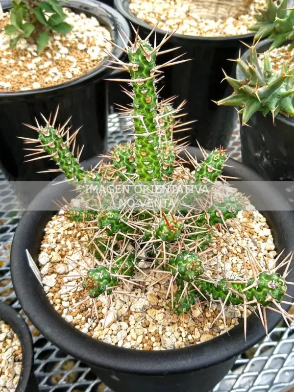 Euphorbia ellenbeckii