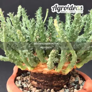 Euphorbia gorgonis