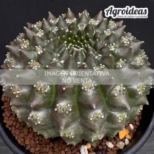 Euphorbia gymnocalycioides
