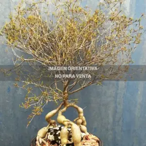 Euphorbia hedyotoides