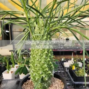 Euphorbia monteroi