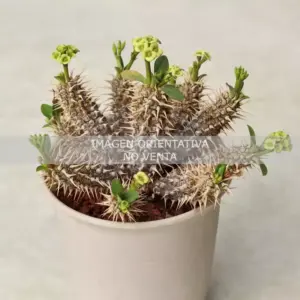 Euphorbia parvimedusae