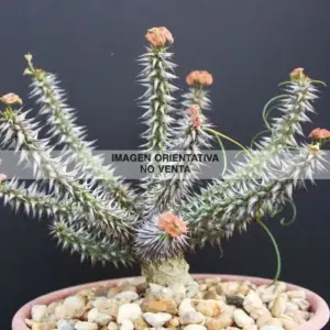 Euphorbia rossii
