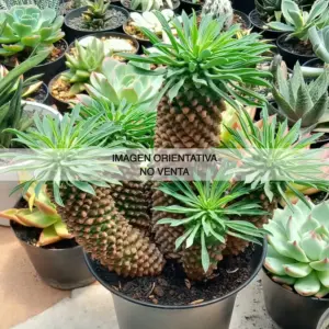 Euphorbia sotetsu-kirin