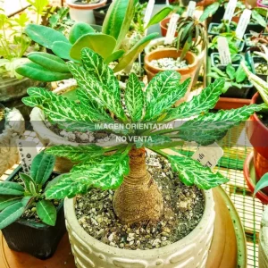 Euphorbia spannringii "Fish bone"