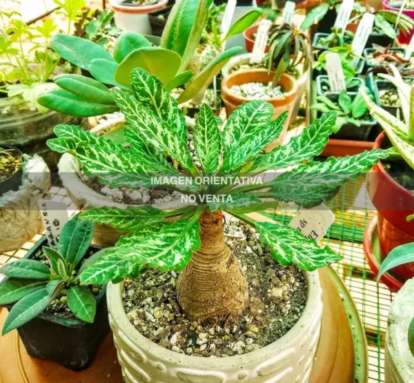 Euphorbia spannringii "Fish bone"