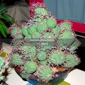 Euphorbia stellispina