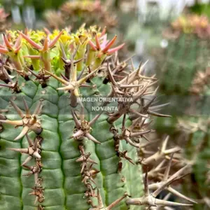 Euphorbia stellispina