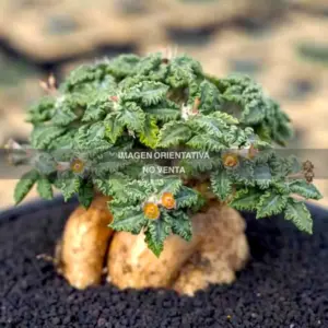 Euphorbia tulearensis