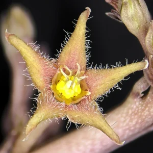 Caralluma sinaica