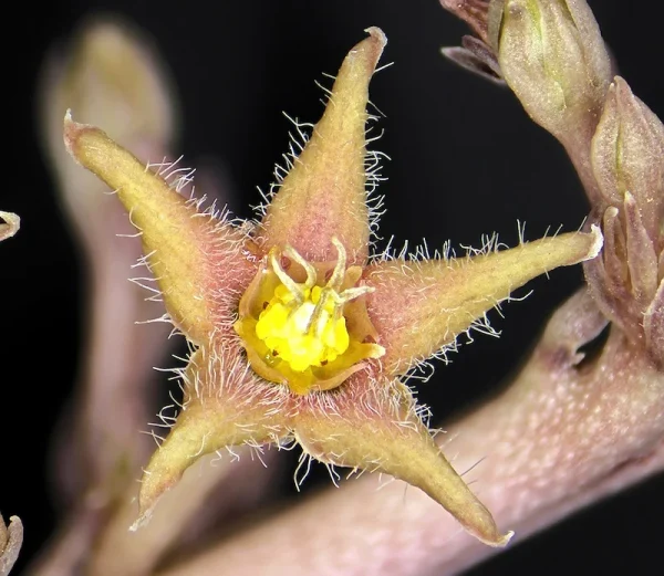 Caralluma sinaica