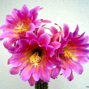 Hildewintera "Flying Dragon"
