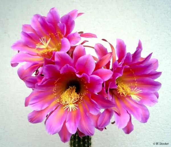 Hildewintera "Flying Dragon"