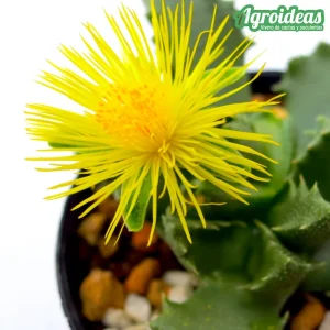 Faucaria bosscheana var. haagei