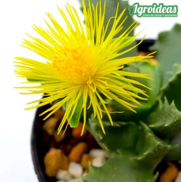 Faucaria bosscheana var. haagei