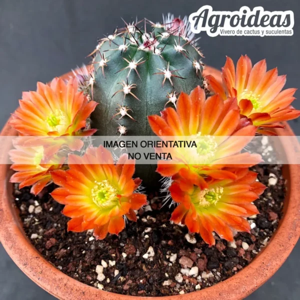 Echinocereus cv. "Firefox"