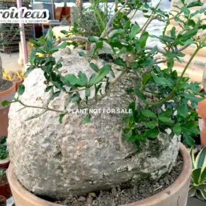 Fockea edulis