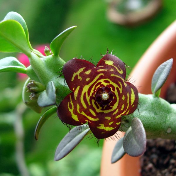 Frerea indica