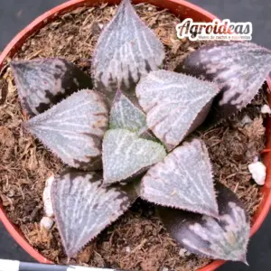 Haworthia “Gessekai“