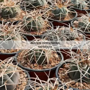Gymnocalycium armatum