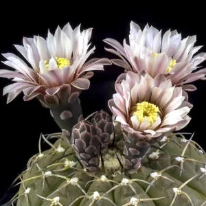 Gymnocalycium bodenbenderianum
