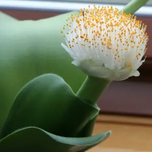 Haemanthus albiflos