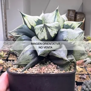 Haworthia "Urahanya"