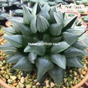 Haworthia atrofusca "Watermelon"