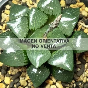 Haworthia "Nichigetsutan"