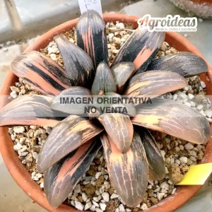 Haworthia correcta "Variegata" "Ex. Robin Fuller"