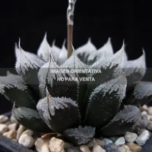 Haworthia "Hakuteijoh"