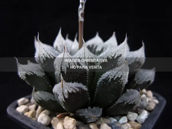 Haworthia "Hakuteijoh"