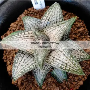 Haworthia "Kin tai kyou"